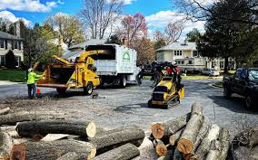 Tree and Shrub Care in Lakeland, TN